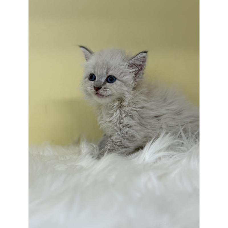 販売中の埼玉県のネヴァマスカレード-136387の2枚目