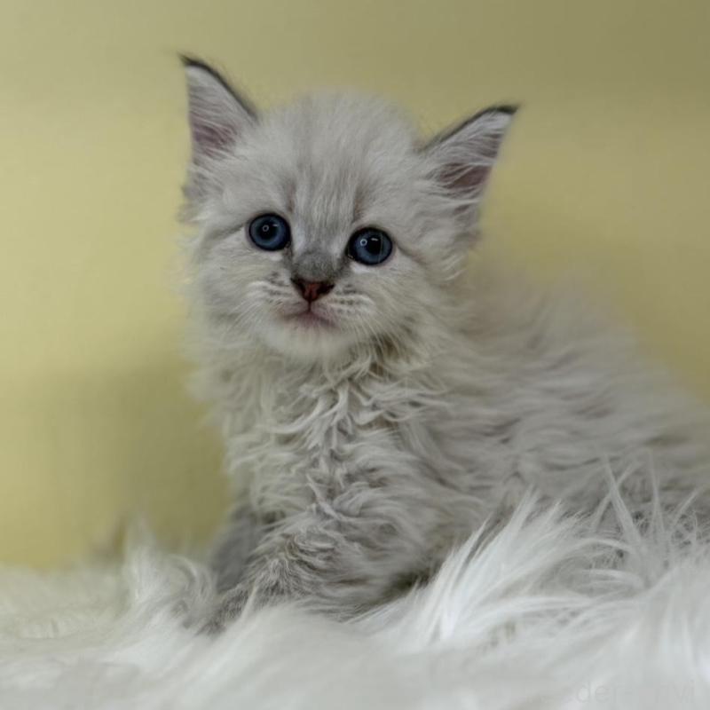 販売中の埼玉県のネヴァマスカレード-136387の1枚目