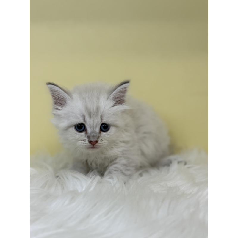 販売中の埼玉県のネヴァマスカレード-136388の4枚目