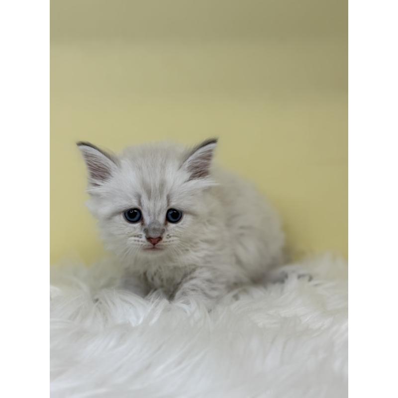 販売中の埼玉県のネヴァマスカレード-136388の3枚目