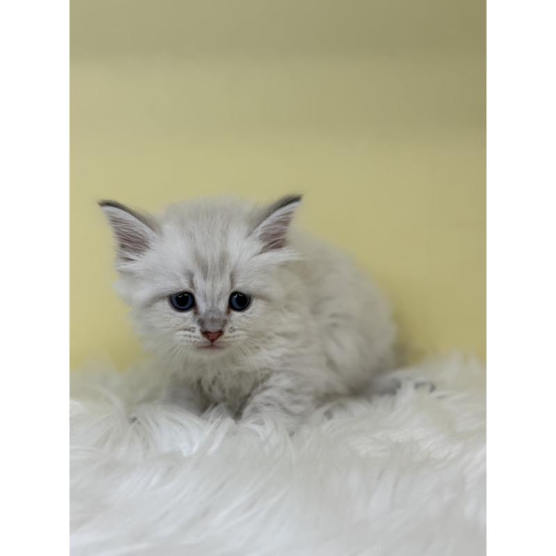 販売中の埼玉県のネヴァマスカレード-136388の2枚目