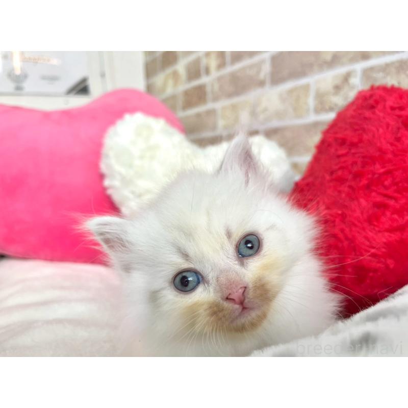 販売中の埼玉県のサイベリアン-136269の5枚目