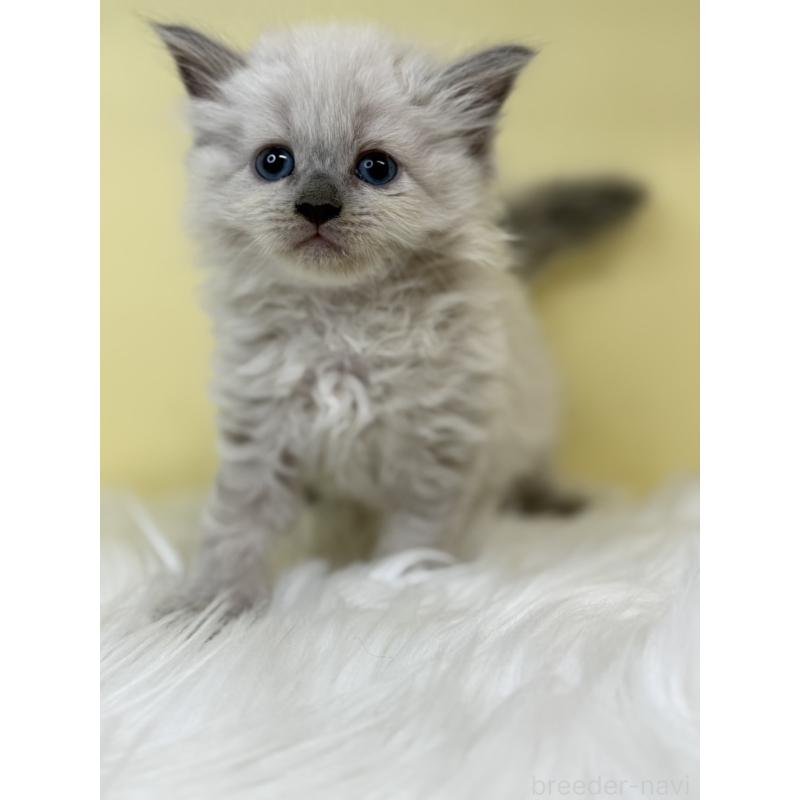 販売中の埼玉県のネヴァマスカレード-136389の4枚目