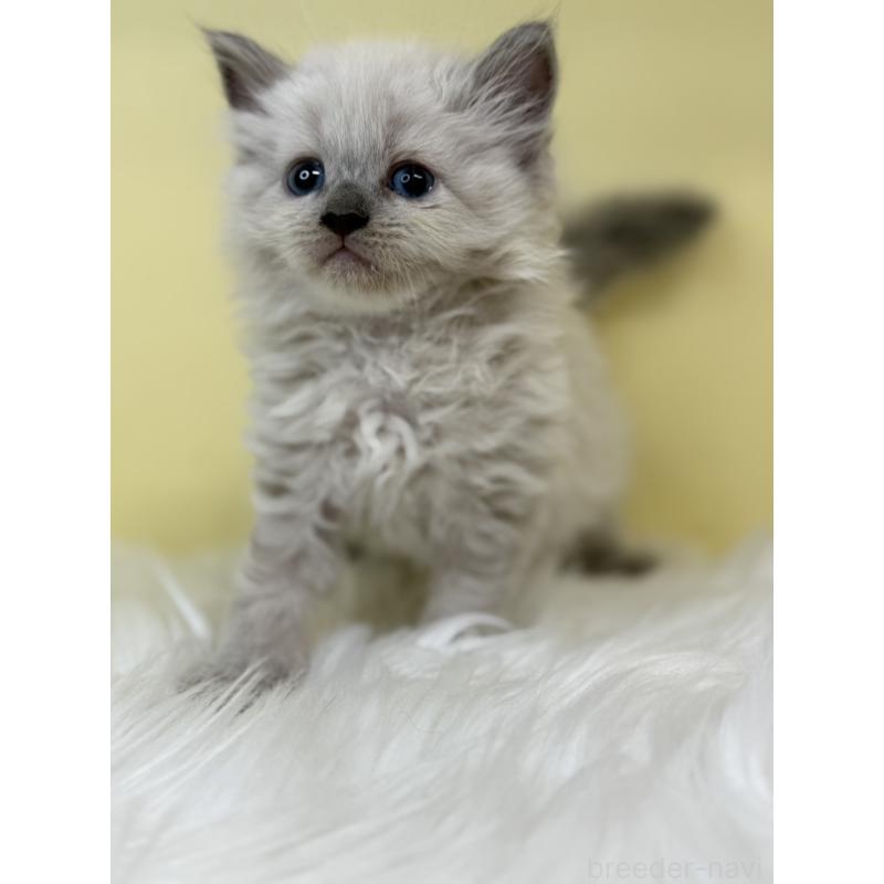 販売中の埼玉県のネヴァマスカレード-136389の3枚目