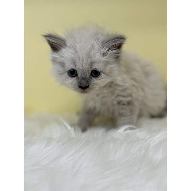 販売中の埼玉県のネヴァマスカレード-136389の2枚目