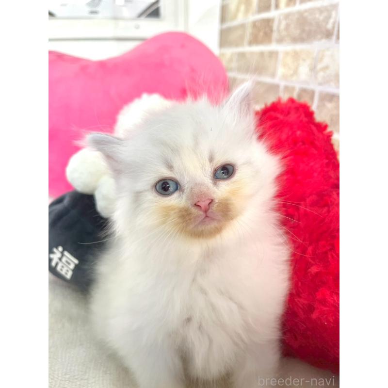 販売中の埼玉県のサイベリアン-136269の4枚目