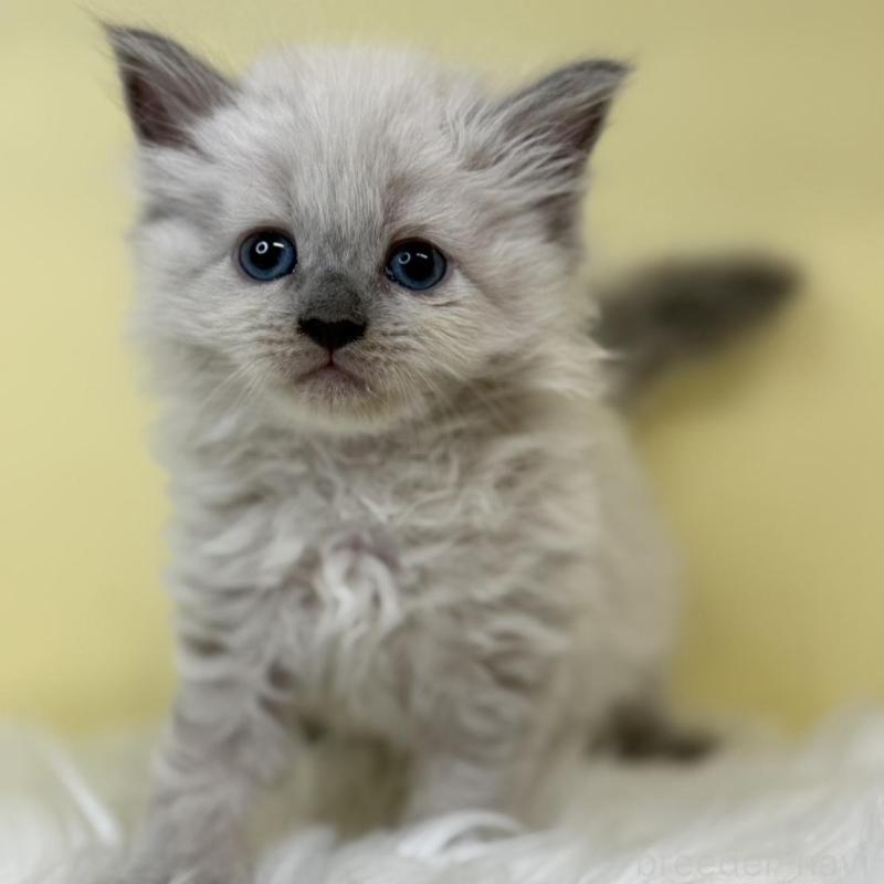 販売中の埼玉県のネヴァマスカレード-136389の1枚目