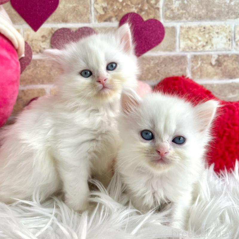 販売中の埼玉県のサイベリアン-136269の3枚目