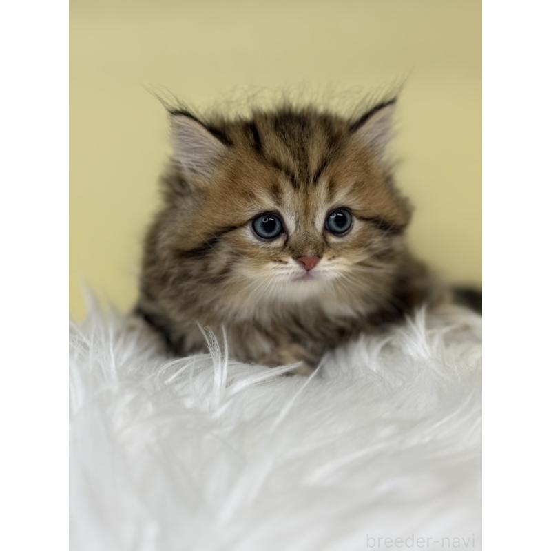 販売中の埼玉県のサイベリアン-136390の4枚目