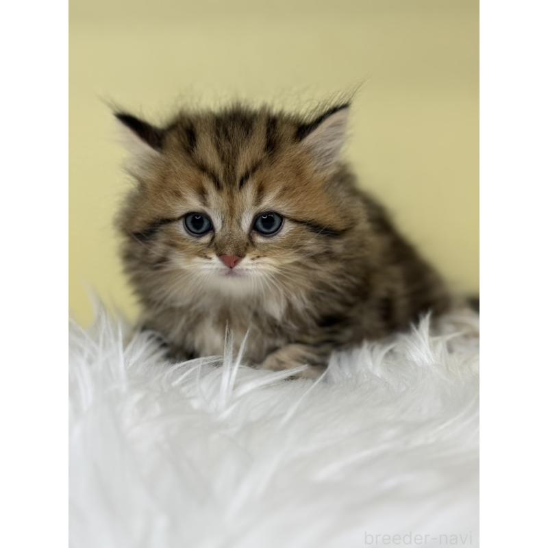 販売中の埼玉県のサイベリアン-136390の2枚目