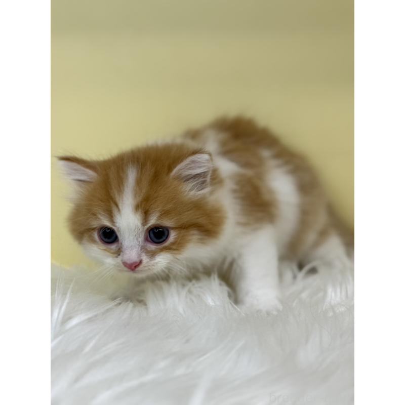 販売中の埼玉県のサイベリアン-136391の4枚目