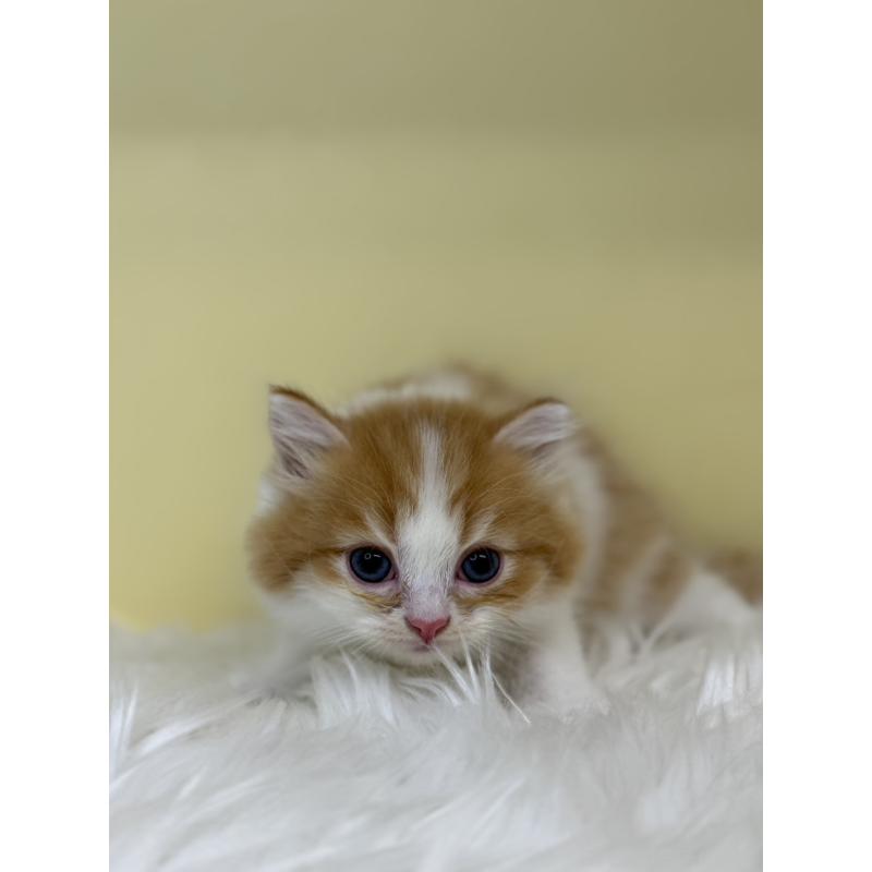 販売中の埼玉県のサイベリアン-136391の3枚目