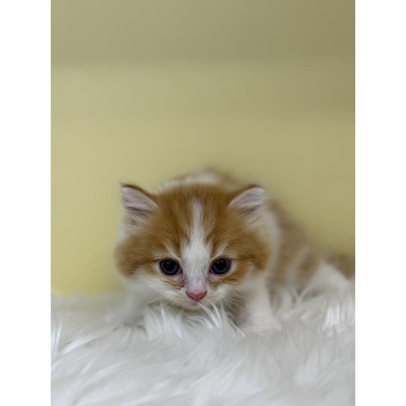 販売中の埼玉県のサイベリアン-136391の2枚目