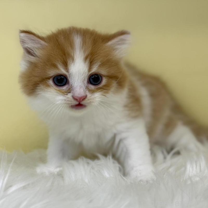 販売中の埼玉県のサイベリアン-136391の1枚目