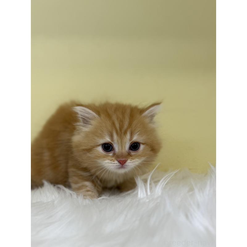 販売中の埼玉県のサイベリアン-136392の3枚目