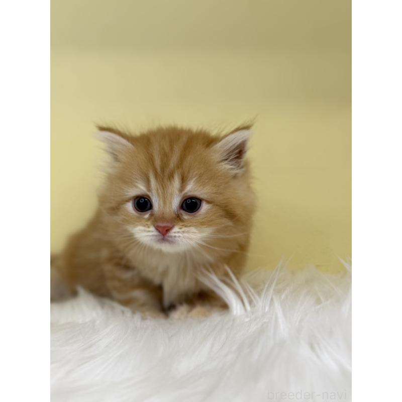 販売中の埼玉県のサイベリアン-136392の2枚目