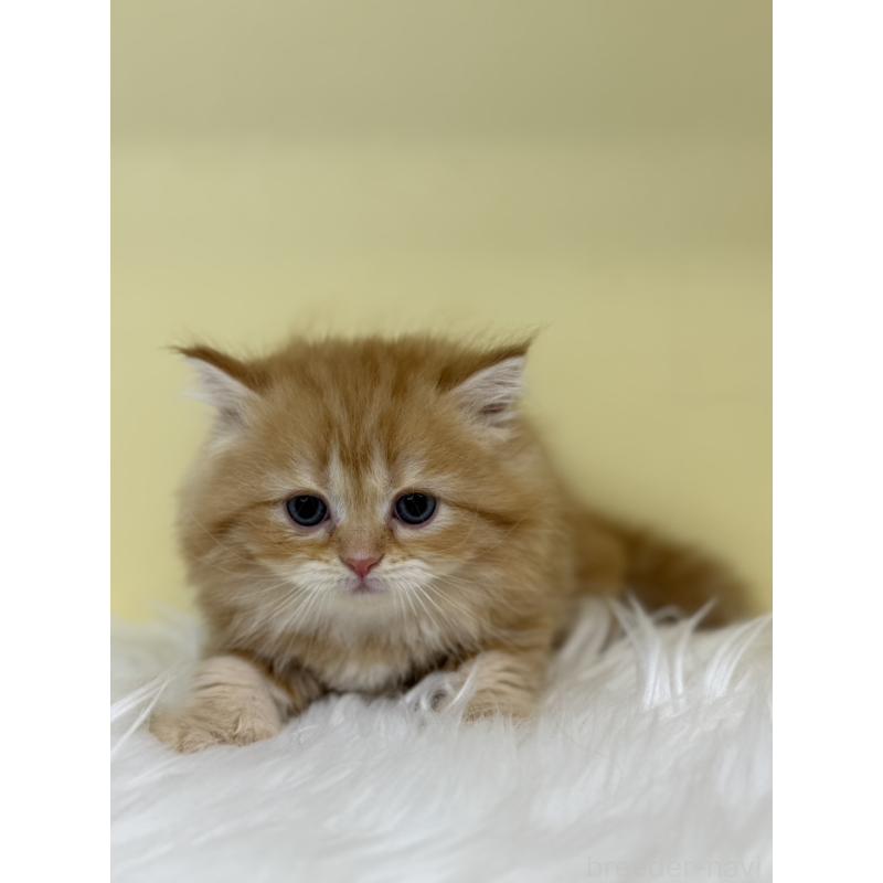 販売中の埼玉県のサイベリアン-136393の3枚目