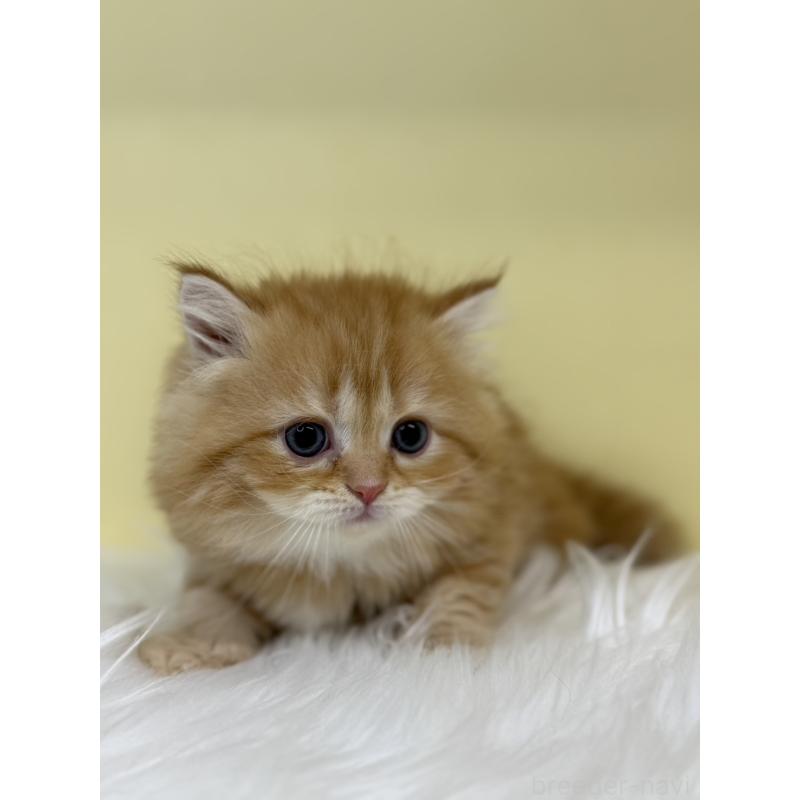 販売中の埼玉県のサイベリアン-136393の2枚目