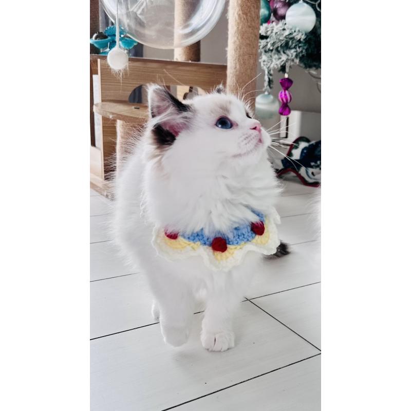 販売中の東京都のラグドール-136434の2枚目