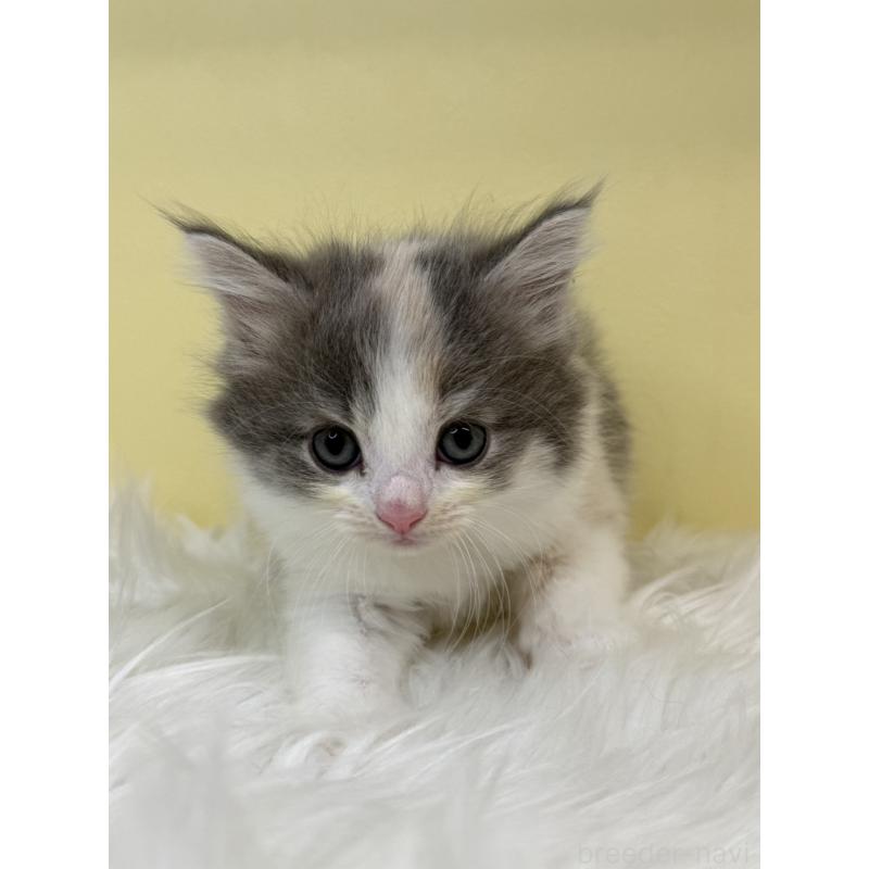 販売中の埼玉県のサイベリアン-136394の4枚目