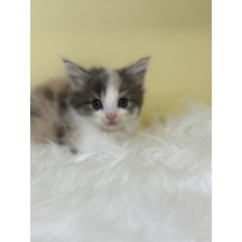 販売中の埼玉県のサイベリアン-136394の3枚目