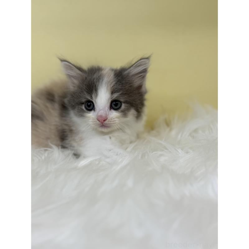 販売中の埼玉県のサイベリアン-136394の2枚目