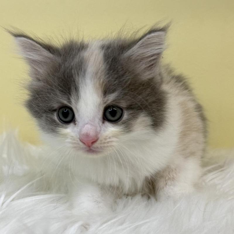 販売中の埼玉県のサイベリアン-136394の1枚目