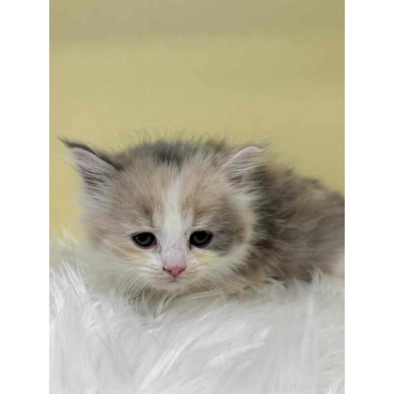 販売中の埼玉県のサイベリアン-136395の4枚目