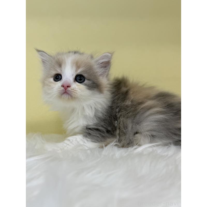 販売中の埼玉県のサイベリアン-136395の3枚目