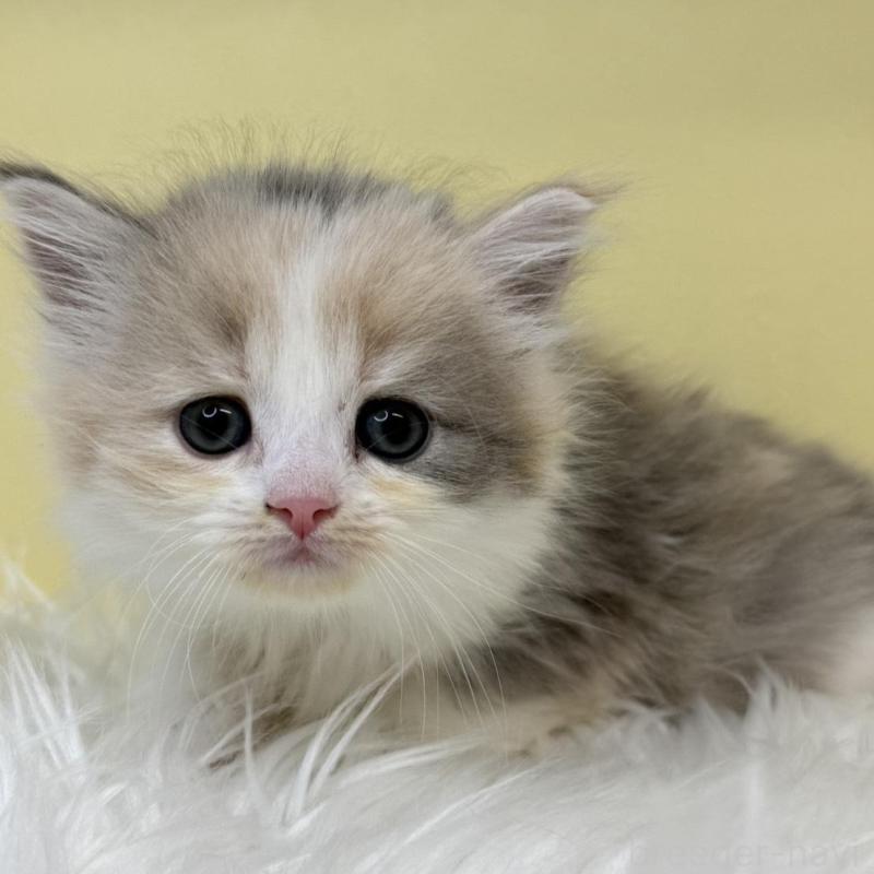 販売中の埼玉県のサイベリアン-136395の1枚目