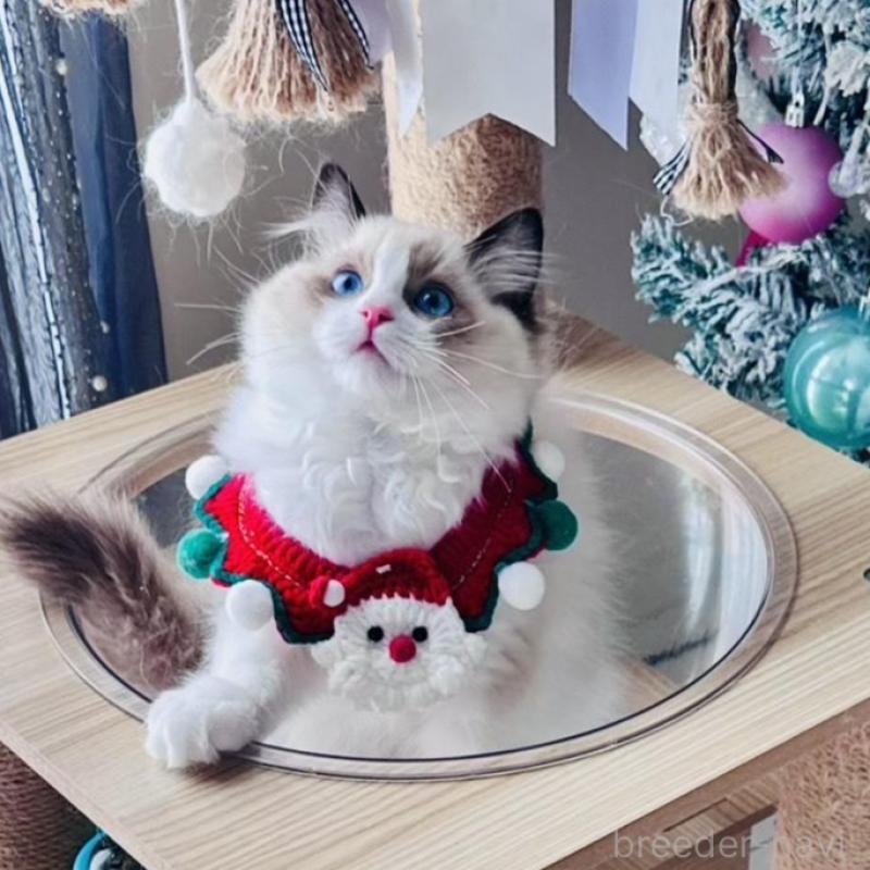 販売中の東京都のラグドール-136435の1枚目