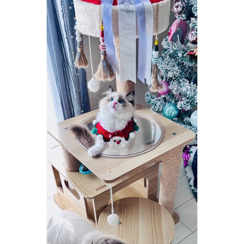 販売中の東京都のラグドール-136435の2枚目