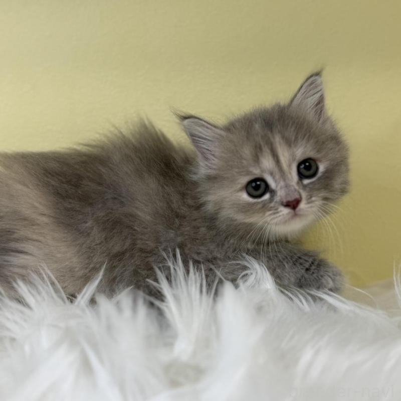 販売中の埼玉県のサイベリアン-136396の1枚目