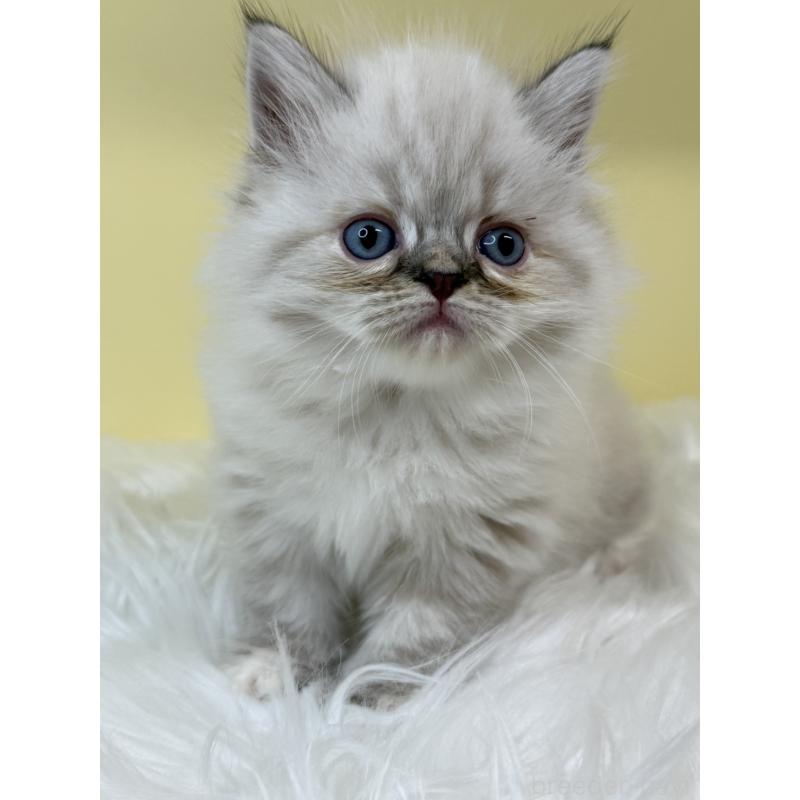 販売中の埼玉県のラグドール-136397の4枚目