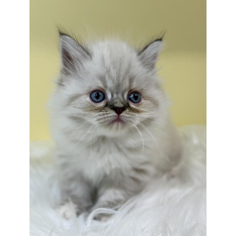 販売中の埼玉県のラグドール-136397の3枚目