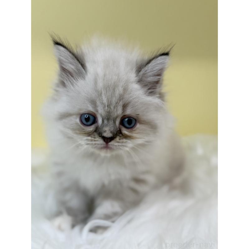 販売中の埼玉県のラグドール-136397の2枚目