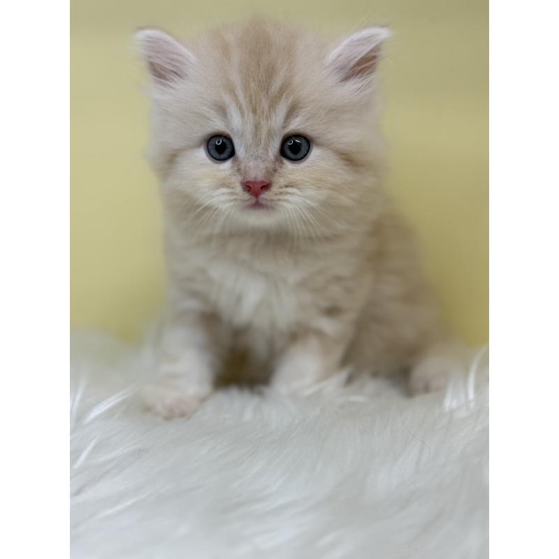 販売中の埼玉県のサイベリアン-136398の3枚目