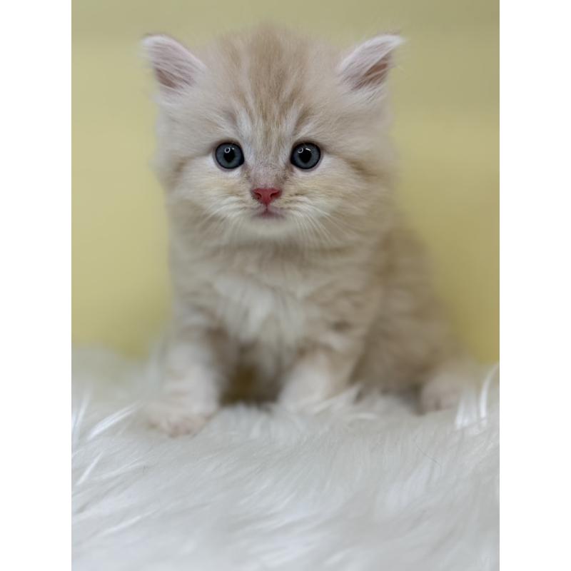 販売中の埼玉県のサイベリアン-136398の2枚目