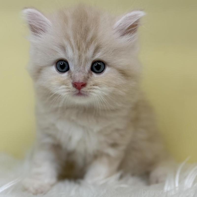 販売中の埼玉県のサイベリアン-136398の1枚目