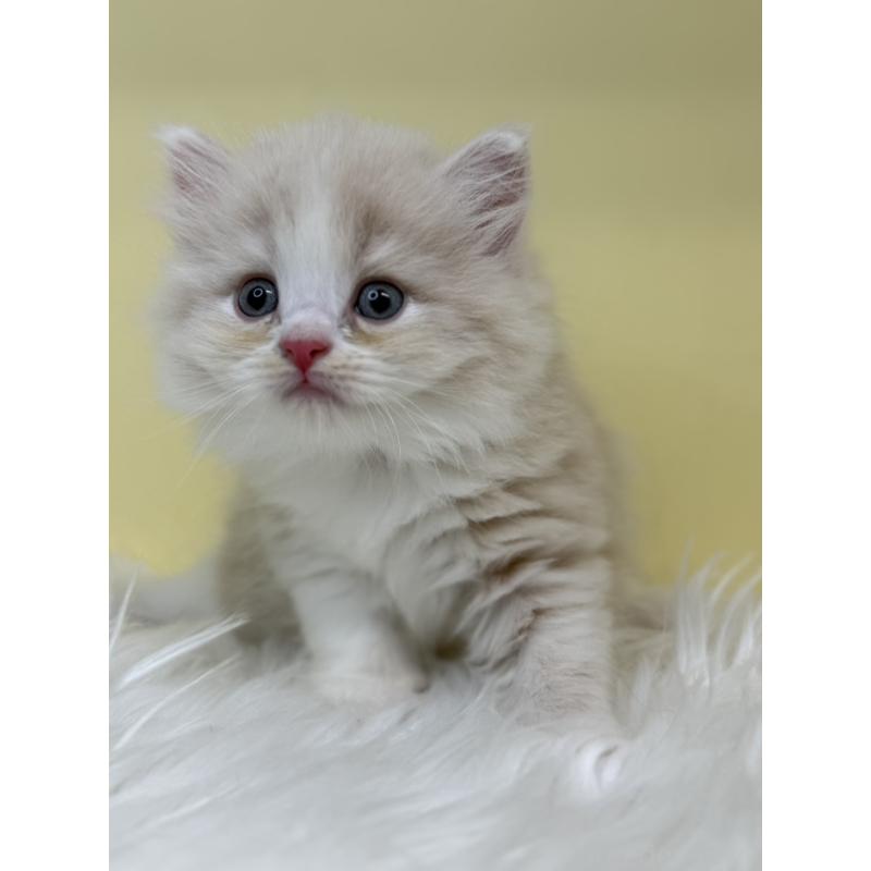 販売中の埼玉県のサイベリアン-136399の4枚目