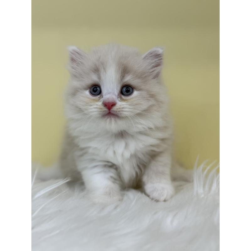 販売中の埼玉県のサイベリアン-136399の3枚目