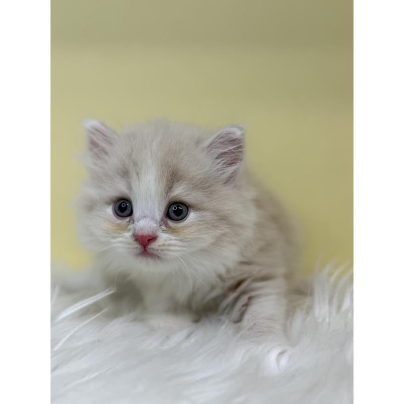 販売中の埼玉県のサイベリアン-136399の2枚目