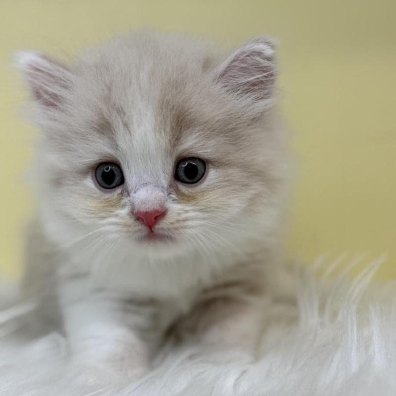 販売中の埼玉県のサイベリアン-136399