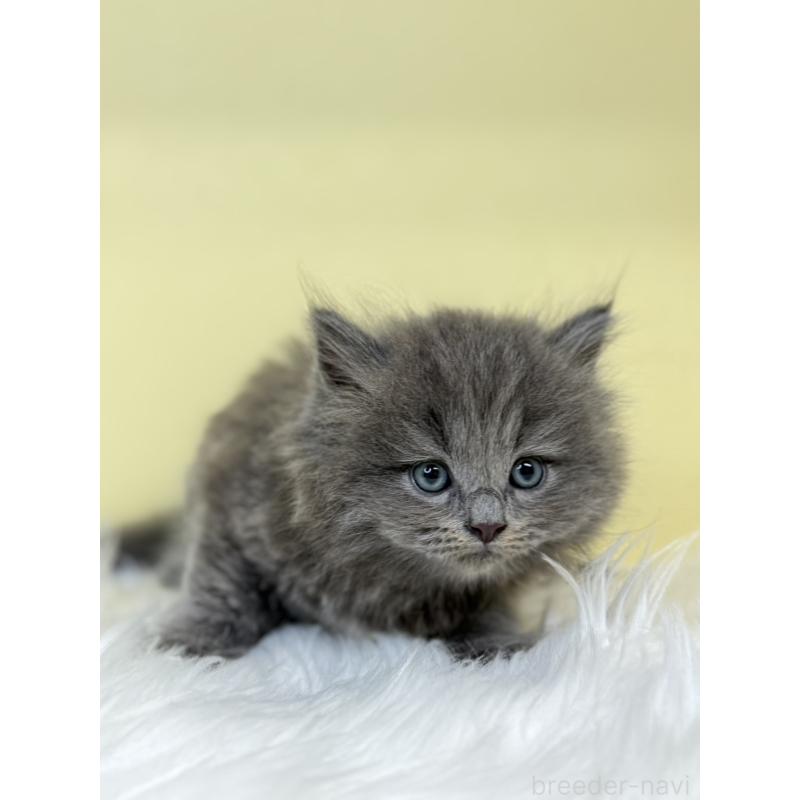 販売中の埼玉県のサイベリアン-136400の4枚目