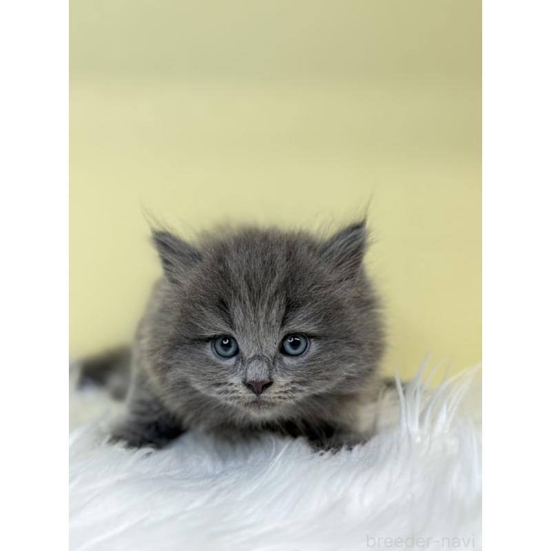 販売中の埼玉県のサイベリアン-136400の3枚目