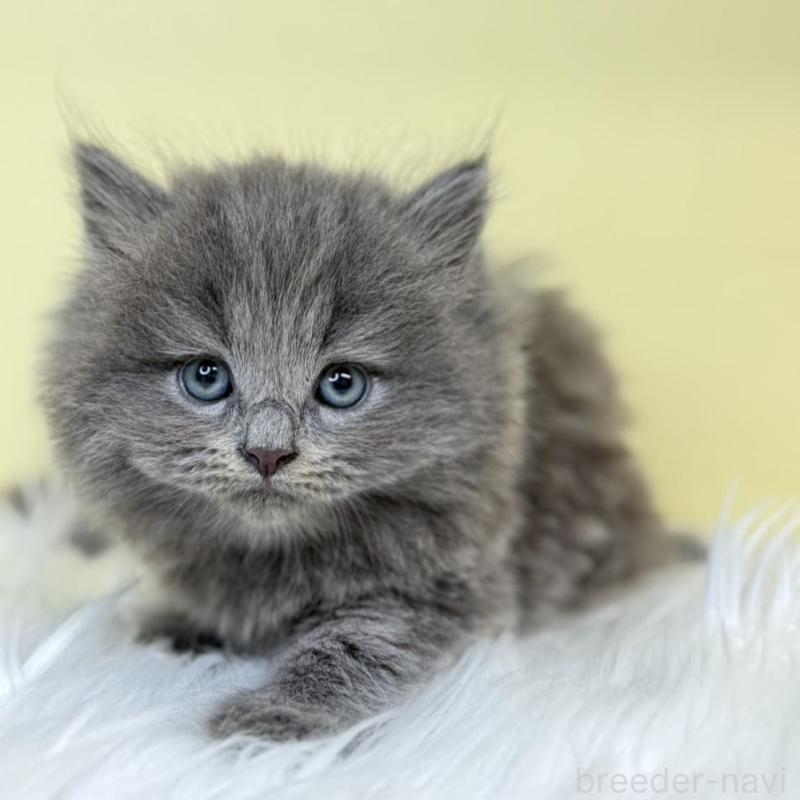 販売中の埼玉県のサイベリアン-136400の1枚目