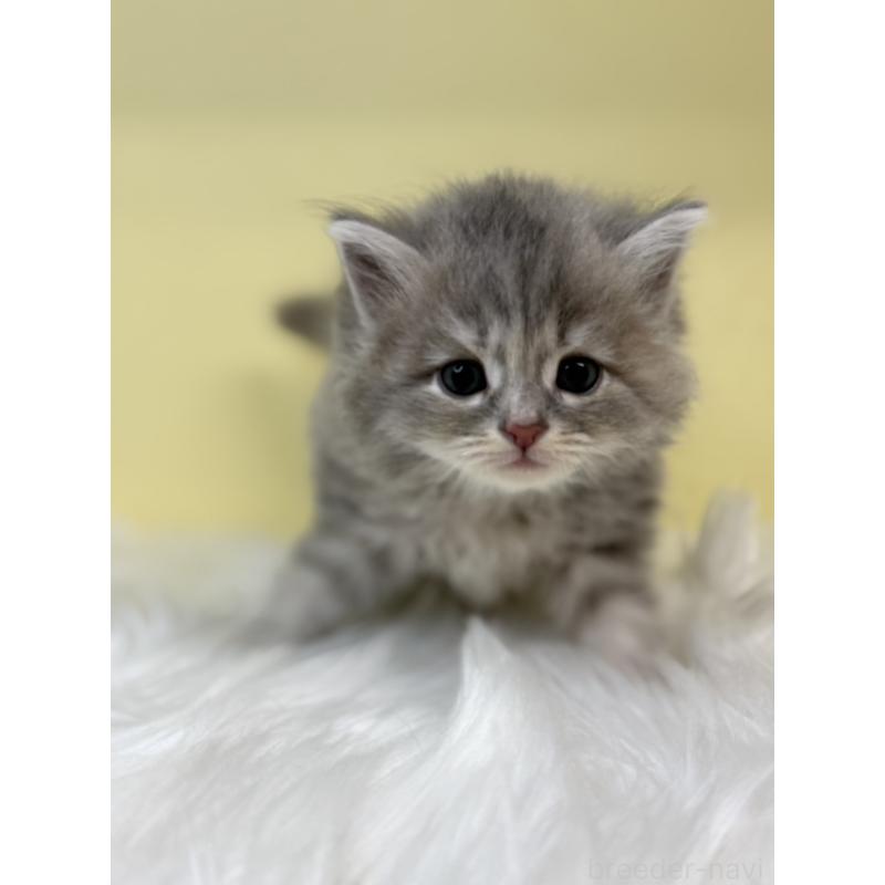 販売中の埼玉県のサイベリアン-136401の4枚目