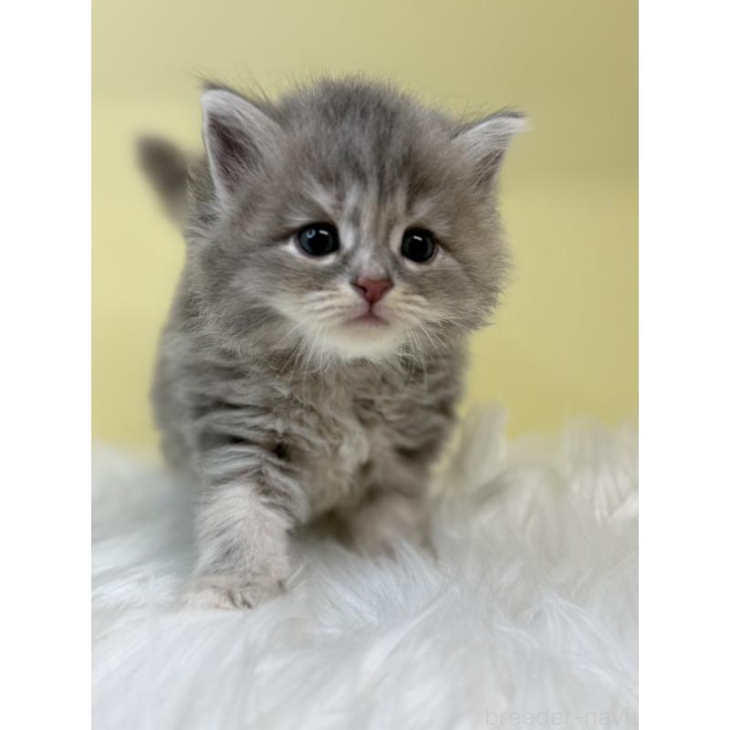 販売中の埼玉県のサイベリアン-136401の3枚目