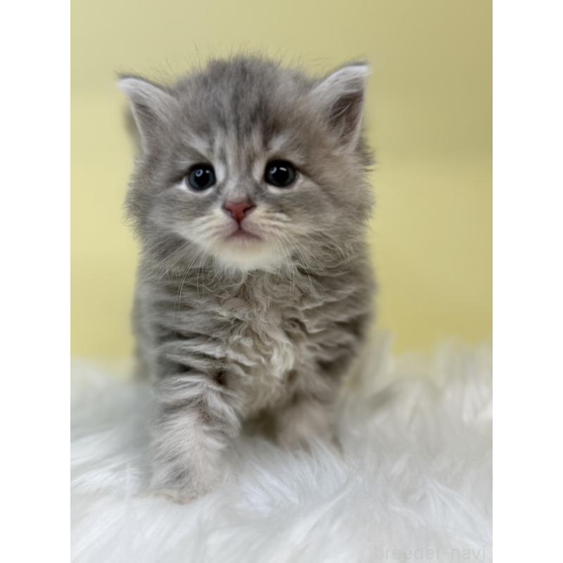 販売中の埼玉県のサイベリアン-136401の2枚目