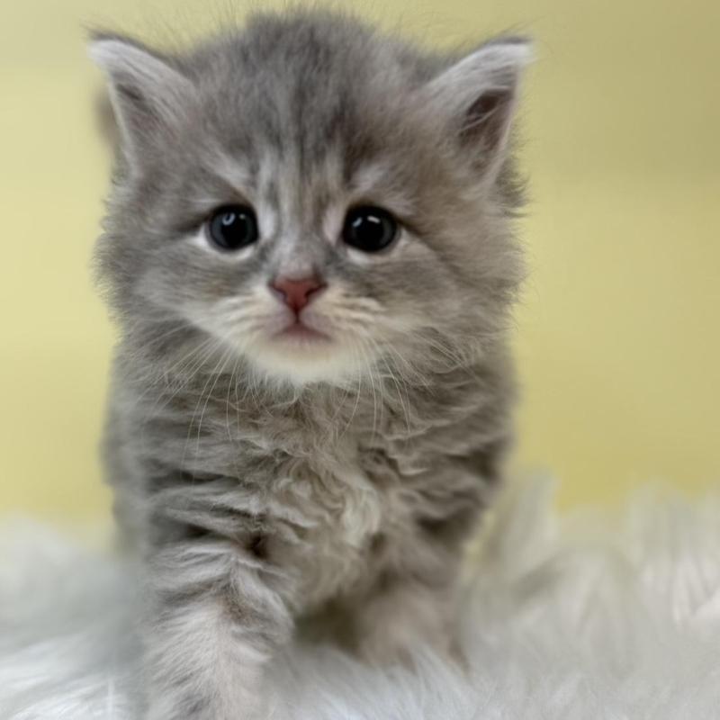 販売中の埼玉県のサイベリアン-136401の1枚目